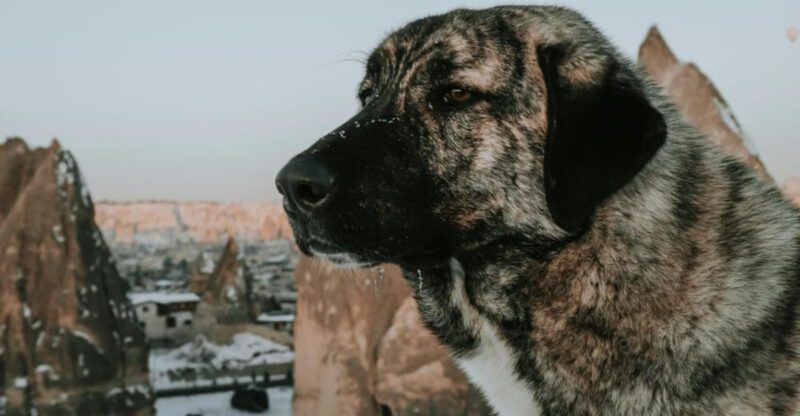 10 Breeds That Dont React Fast – But Rarely React Wrong