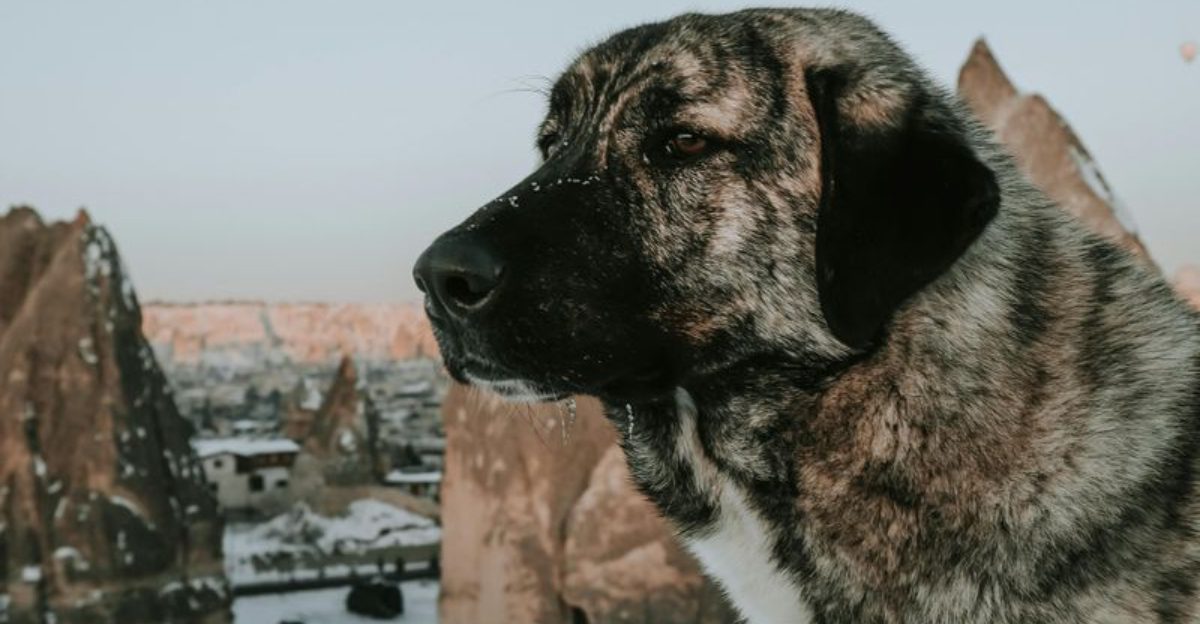 10 Breeds That Dont React Fast – But Rarely React Wrong