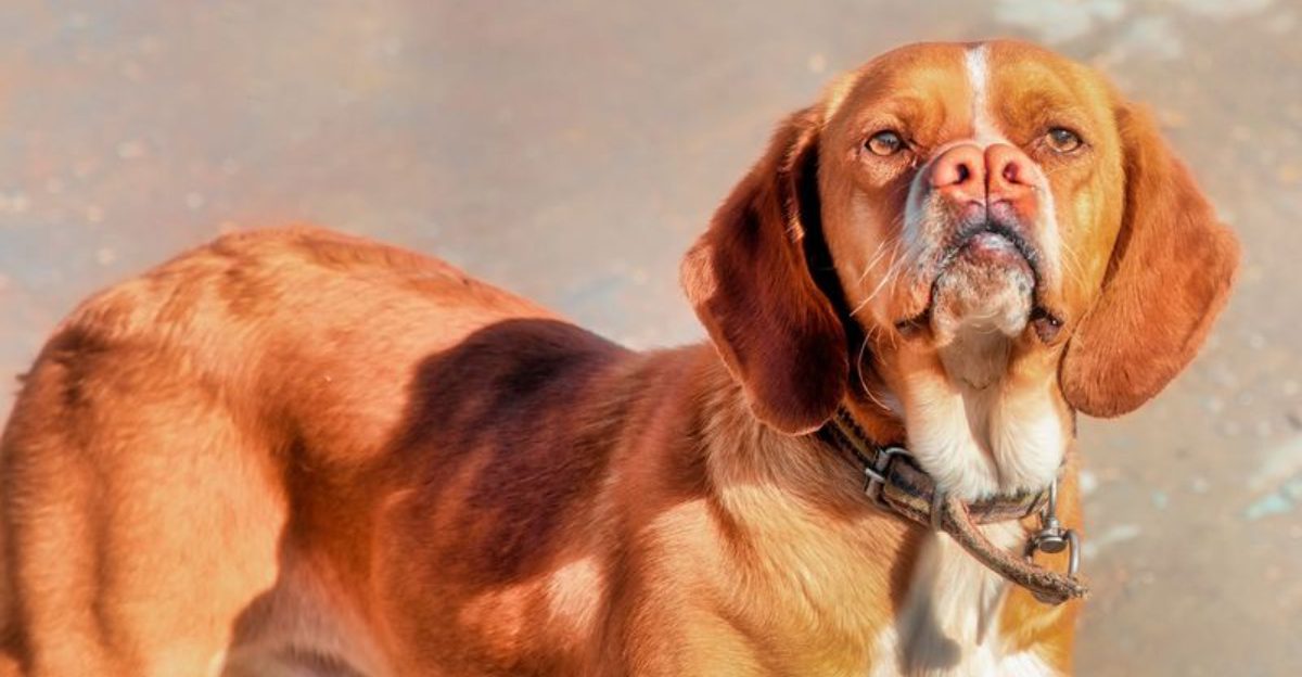 10 Breeds That Don’t Thrive on Praise Alone – They Want Meaningful Tasks