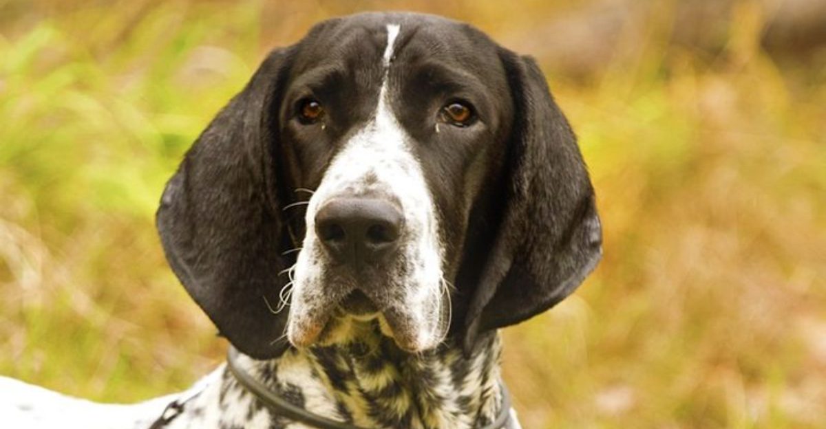 10 Breeds That Rely More on Environmental Cues Than Verbal Commands