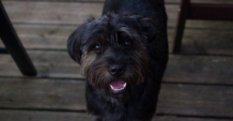 10 Breeds That Struggle With Modern Routines More Than People Expect dog news