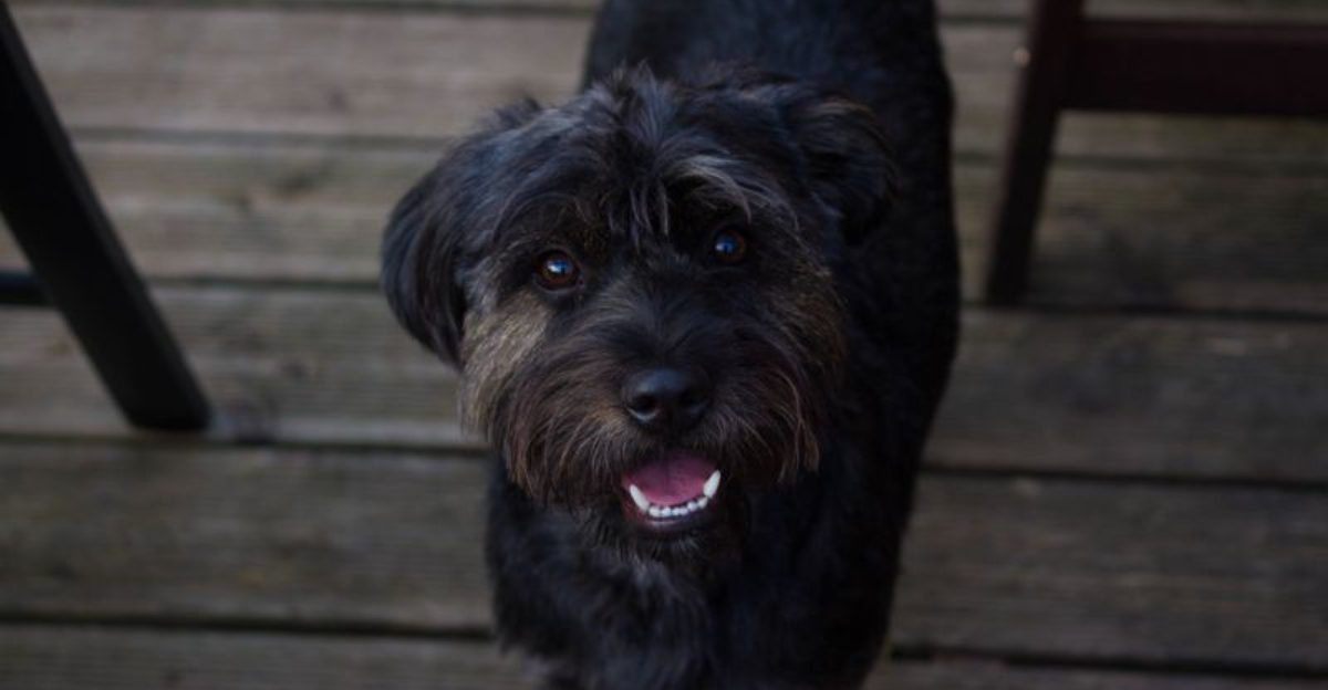 10 Breeds That Struggle With Modern Routines More Than People