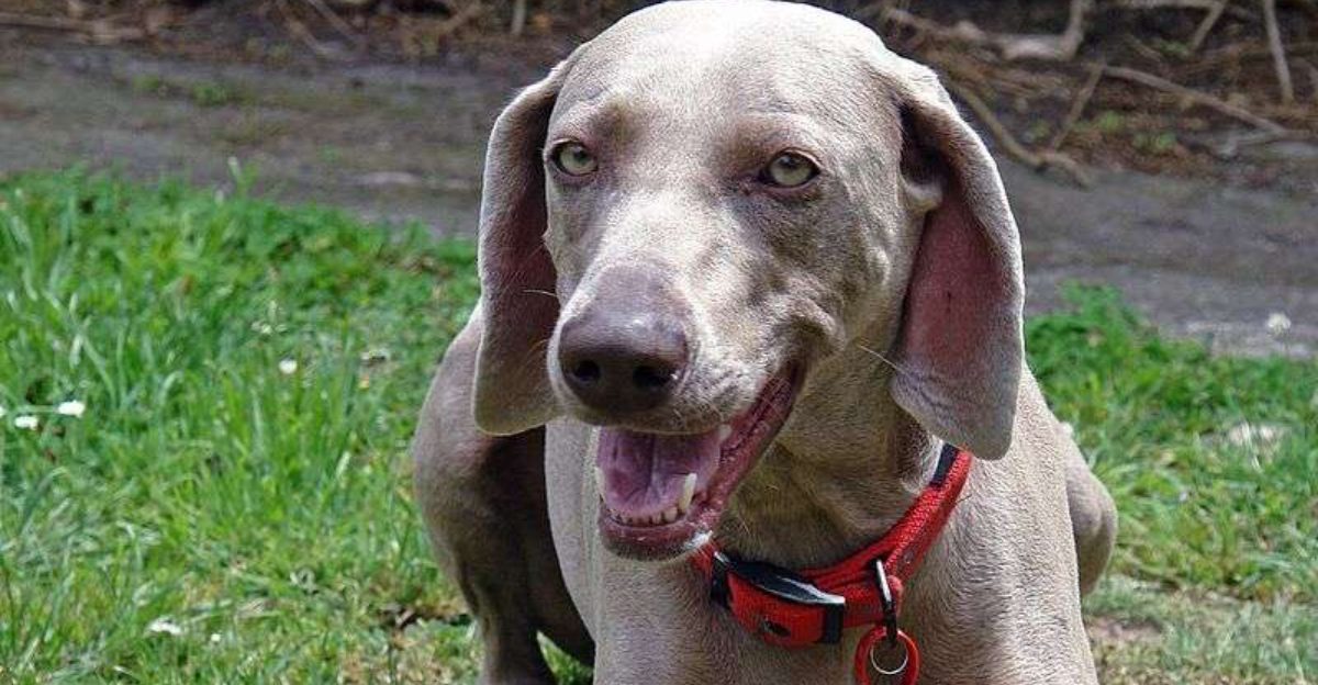 10 Dog Breeds That Make First Time Owners Say Okay This Is Harder Than I Thought