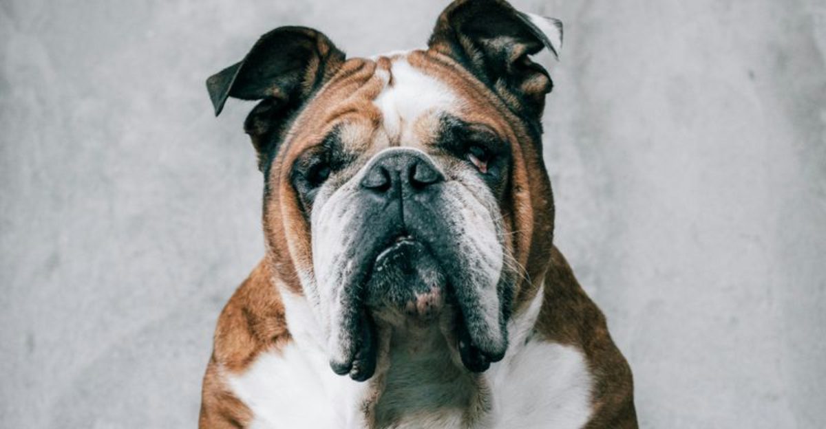 10 Dog Breeds With a Reputation for Stubbornness And How to Win Them Over