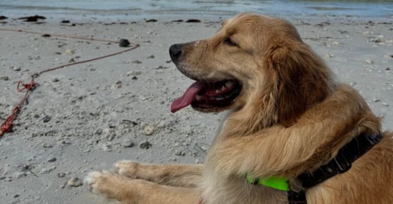 10 Dog Friendly Parks And Campgrounds In Florida Perfect For Warm Weather Trips Pick One dog news