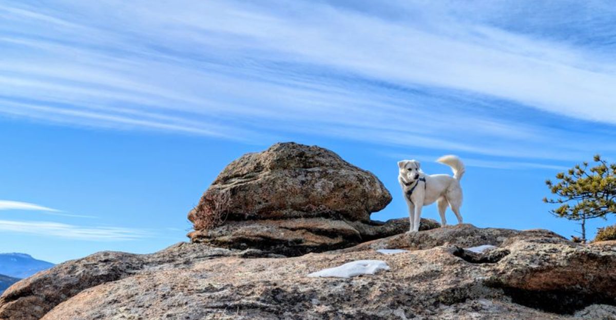 10 Dog Friendly Parks And Outdoor Spots In Colorado Dogs Love Save This List