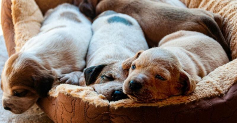10 Dog Tricks You Can Teach at Home That Improve Behavior Fast