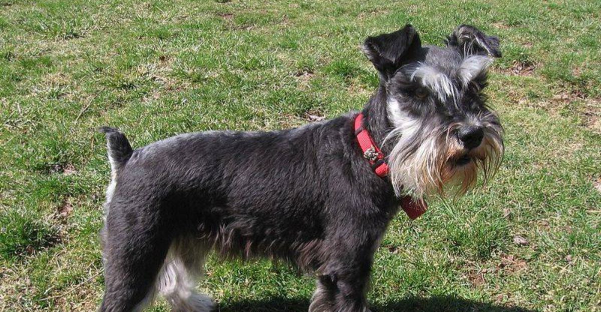 12 Breeds That Can Develop Noise Phobias If You Dont Prep Early