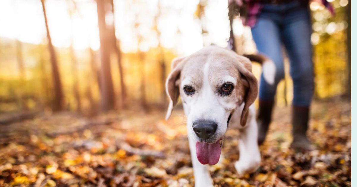 12 Dog Breeds People Choose When They Want a Stress Free Life at Home