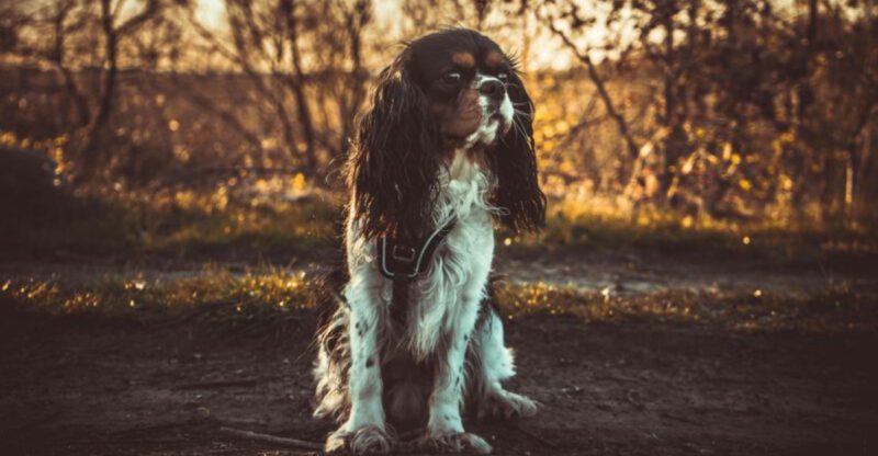 12 Dog Breeds That Guilt Trip You Like a Pro