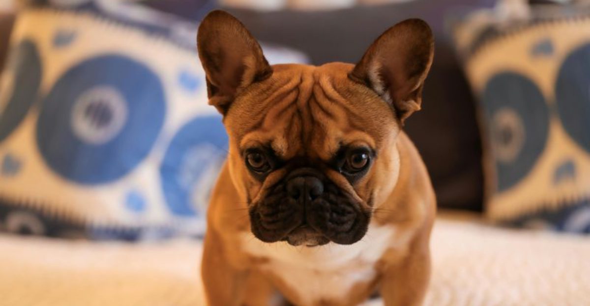 12 Viral Dog Breeds You Keep Seeing Everywhere And What Theyre Actually Like at Home