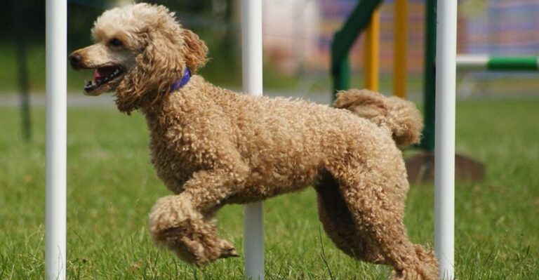 13 Dog Breeds That Tend to Shadow Their Favorite Person Not a Bad Thing dog news
