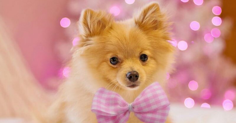 15 Dog Breeds That Look Amazing in Holiday Photos