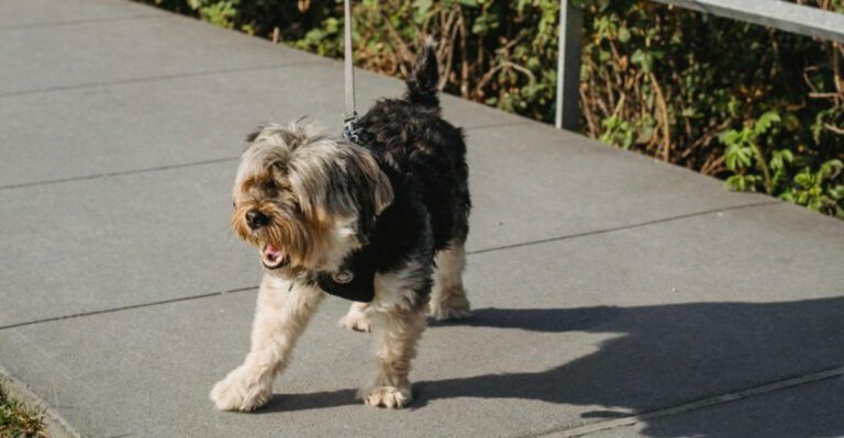 6 Dog Friendly Coastal Towns in Maine Where Leashed Walks Feel Like a Mini Vacation dog news