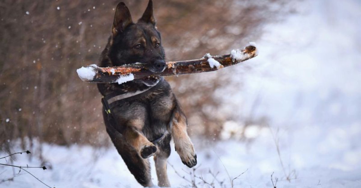 6 Most Popular Dog Breeds in Wisconsin And Why Theyre a Great Fit for Four Seasons