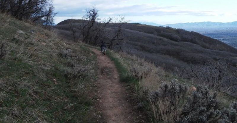 7 Dog Friendly Hiking Trails in Utah With Views Worth the Drive