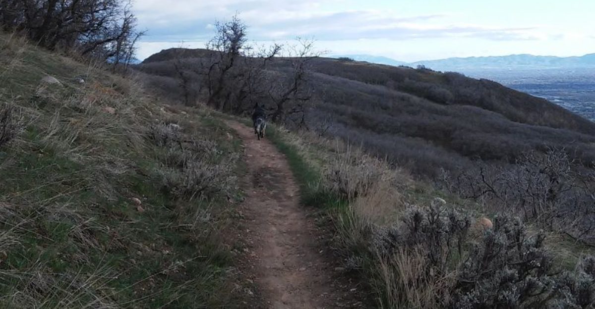 7 Dog Friendly Hiking Trails in Utah With Views Worth the Drive