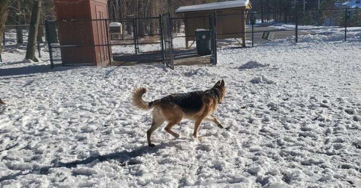 8 Best Dog Parks in Maryland That Regulars Keep Coming Back To