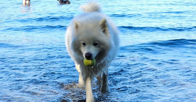8 Best Dog Parks in Washington With Trails Water Access and Room to Sprint