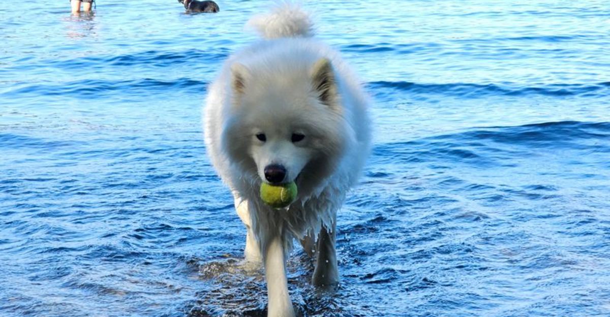 8 Best Dog Parks in Washington With Trails Water Access and Room to Sprint