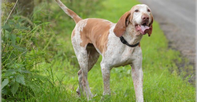 AI Enrichment Toys Are a Flex Now 12 Breeds That Turn Bored Into Chaos Without Brain Games
