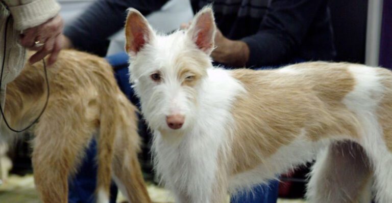 Ancient Breeds Are Coming Back Strong 16 Dogs With Old World Roots People Want Again dog news