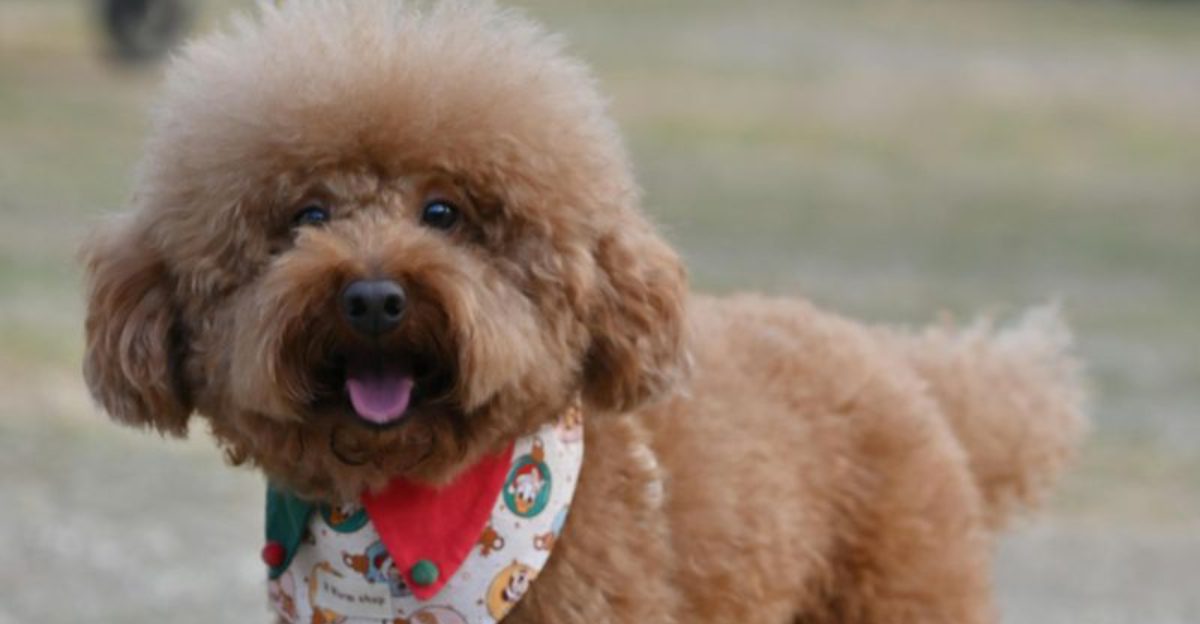 Apartment Dog Is a Myth Without Routine 10 Breeds That Prove Schedule Matters 1