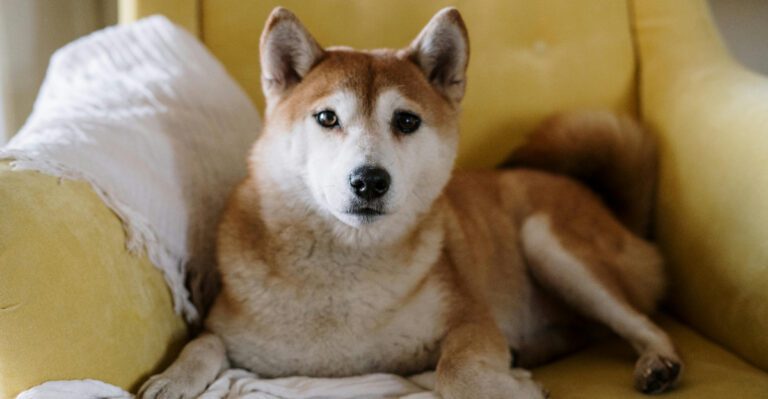 Apartment Dog Is a Myth Without Routine 10 Breeds That Prove Schedule Matters dog news
