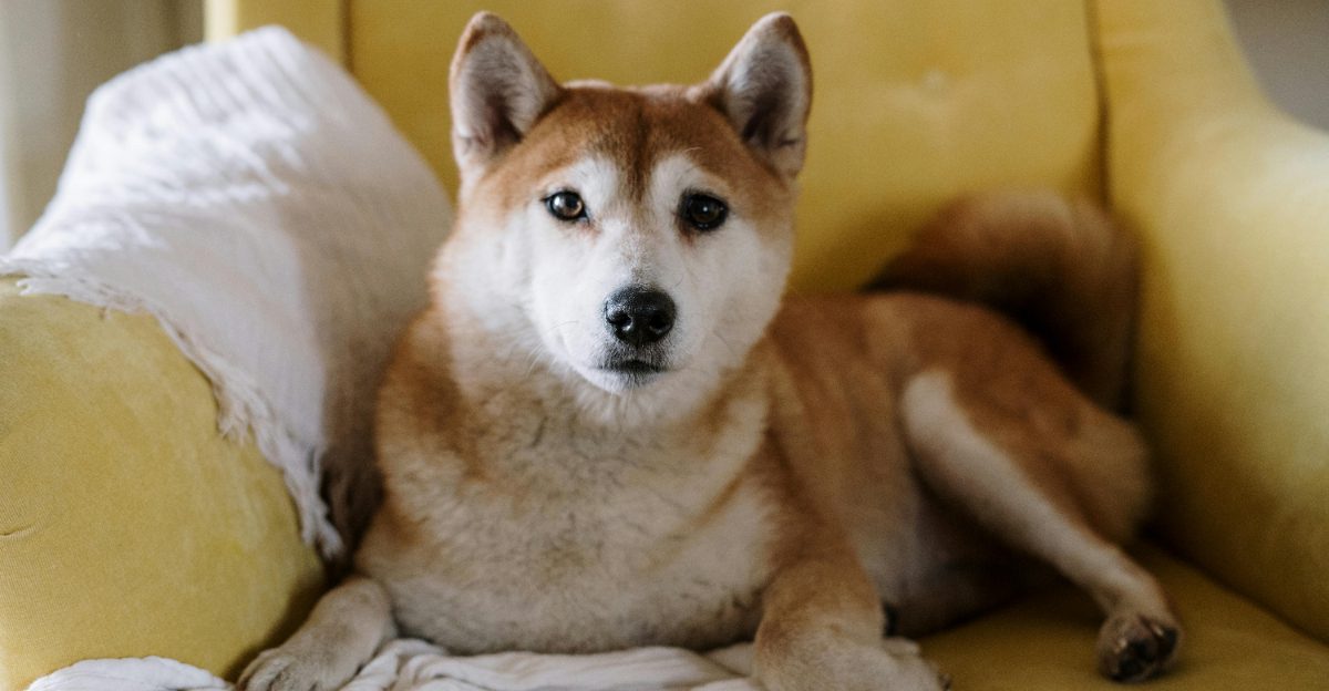 Apartment Dog Is a Myth Without Routine 10 Breeds That Prove Schedule Matters