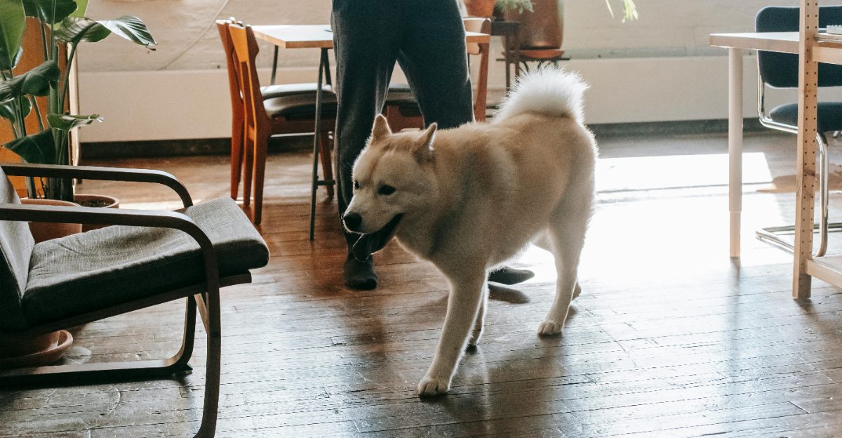 Apartment Dogs Are Changing 10 Breeds People Choose Now Instead of the Usual Picks