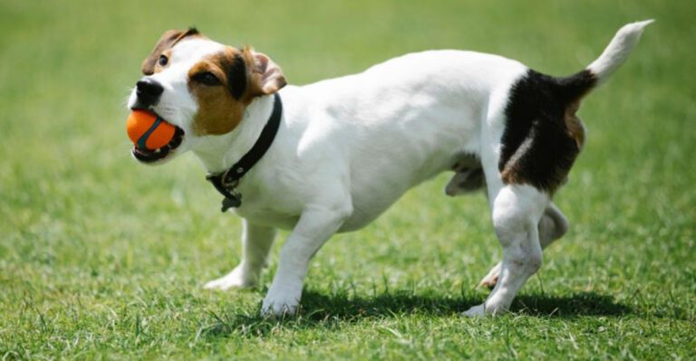 Ball Is Life Is Getting Blamed for Behavior Problems 11 Breeds Most Prone to Obsession dog news