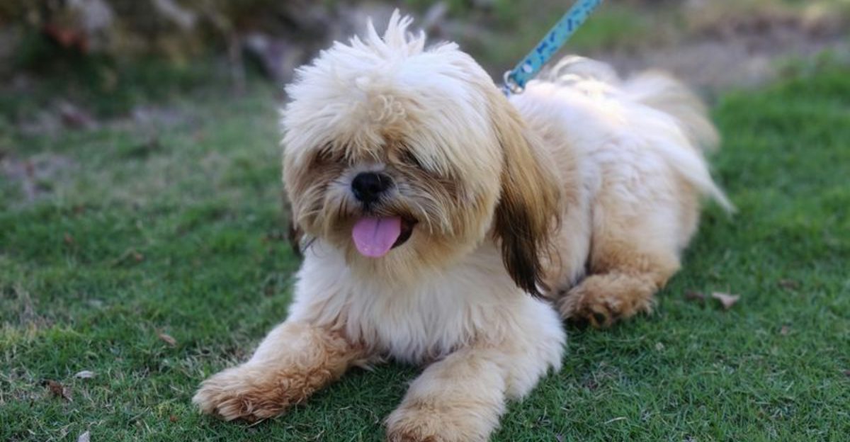 Before You Buy a Fluffy Dog 10 Breeds That Mat Fast Without Serious Grooming