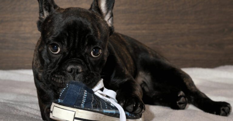 Before You Call It Stubborn See 10 Dog Breeds That Are Actually Independent Thinkers dog news