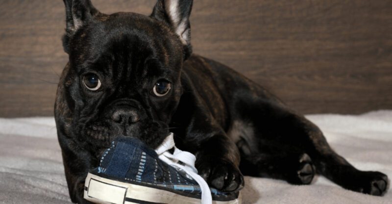 Before You Call It Stubborn See 10 Dog Breeds That Are Actually Independent Thinkers