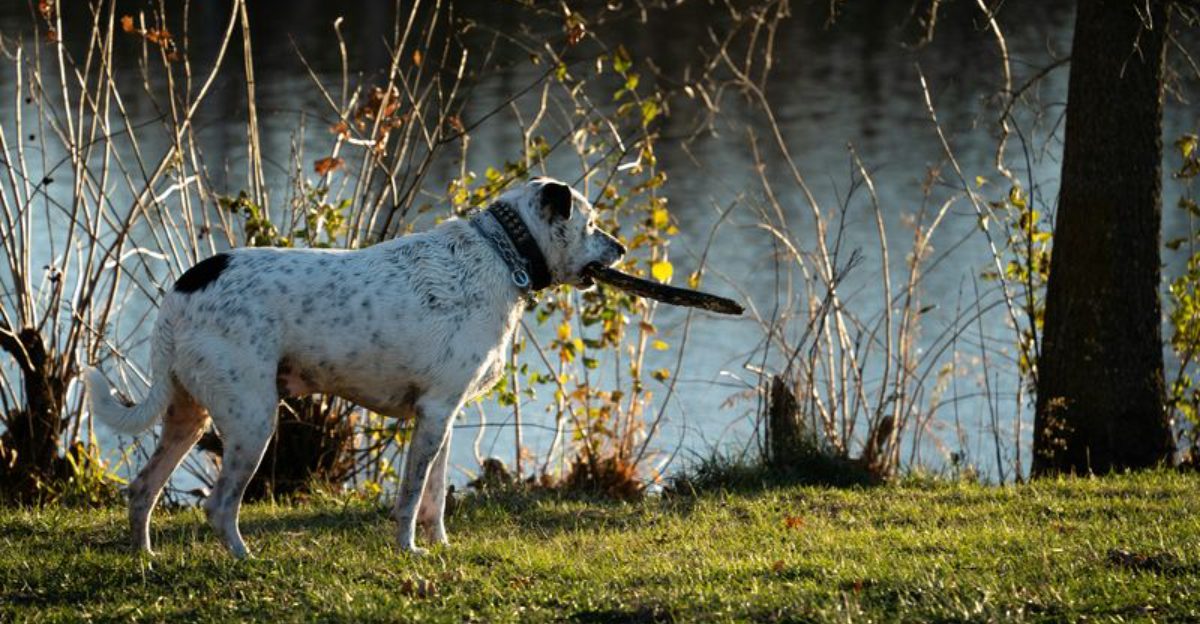 Before You Commit Check These 11 Dog Breeds That Need a Very Specific Home 1