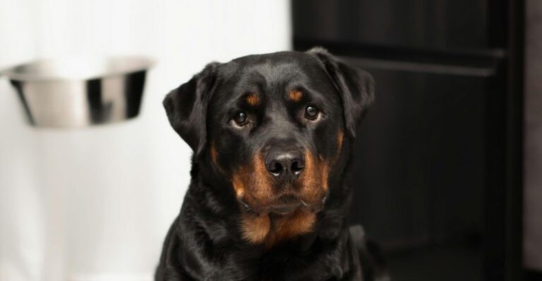 Big Athletic Guardians Are Trending Again 12 Powerful Breeds Owners Are Researching More dog news