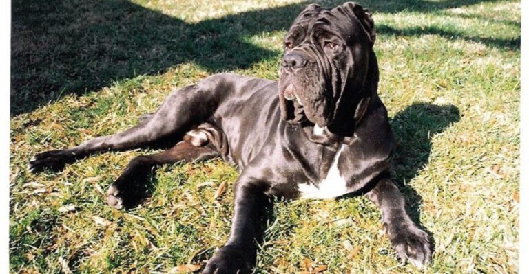 Big Head Soft Heart Dogs Are Trending 12 Chunky Breeds Owners Cant Stop Posting dog news