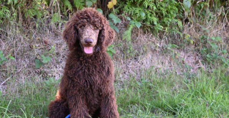 CCL Threads dog news