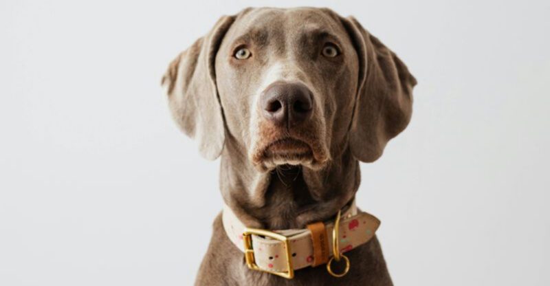 Canine Anxiety Content Is Peaking 12 Breeds That Keep Showing Up in Calming Protocol Threads