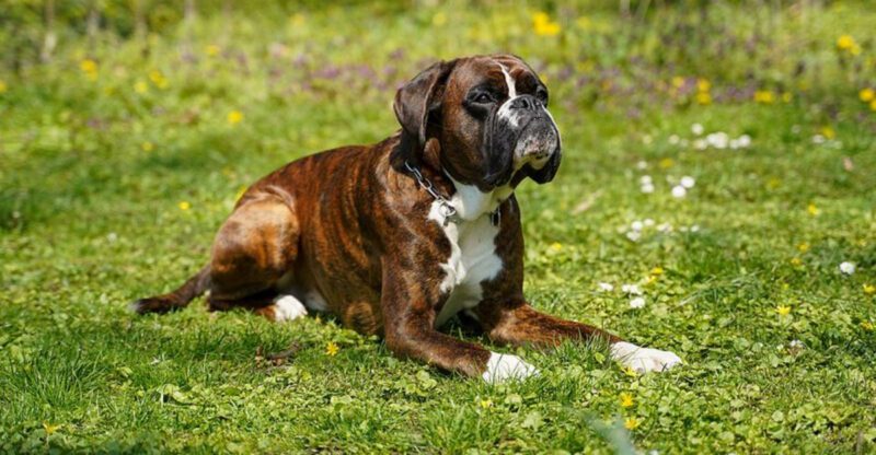 Canine Dementia Is Finally Getting Clearer Diagnostics 10 Breeds People Often Notice Senior Changes In