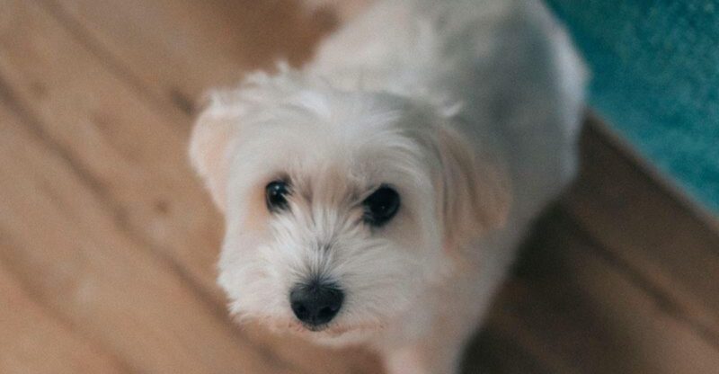 City Dog Choices Are Shifting 13 Breeds That Fit Modern Routines Better Than Youd Think