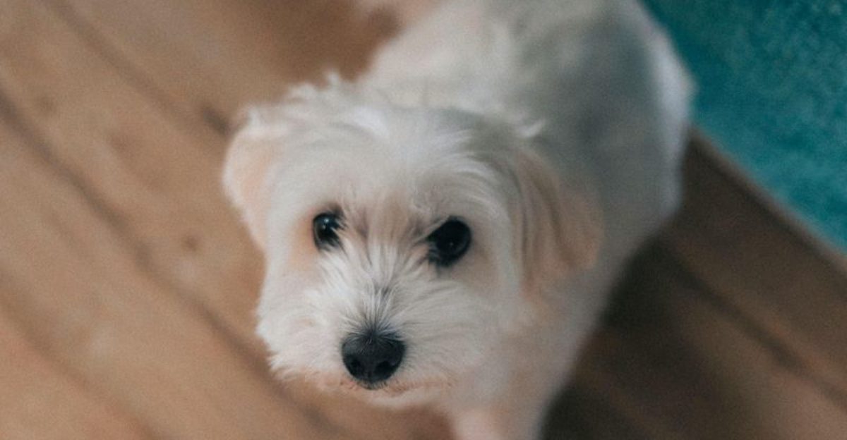 City Dog Choices Are Shifting 13 Breeds That Fit Modern Routines Better Than Youd Think