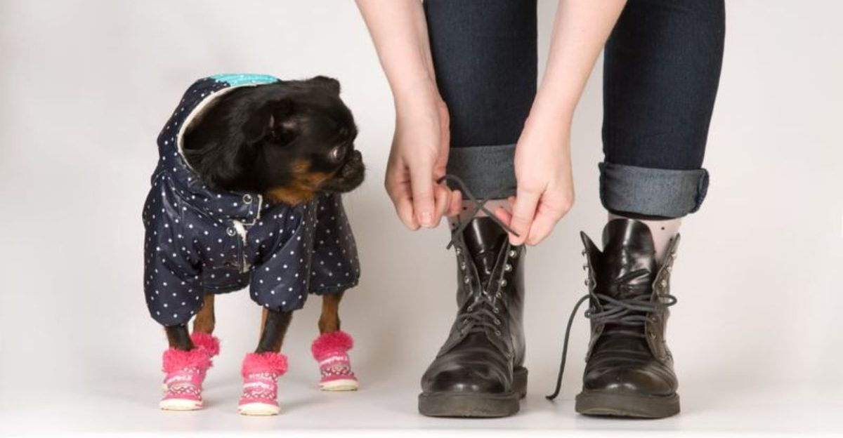 Climate Clever Dog Care — 14 Ways Owners Are Helping Dogs Adapt to Weather