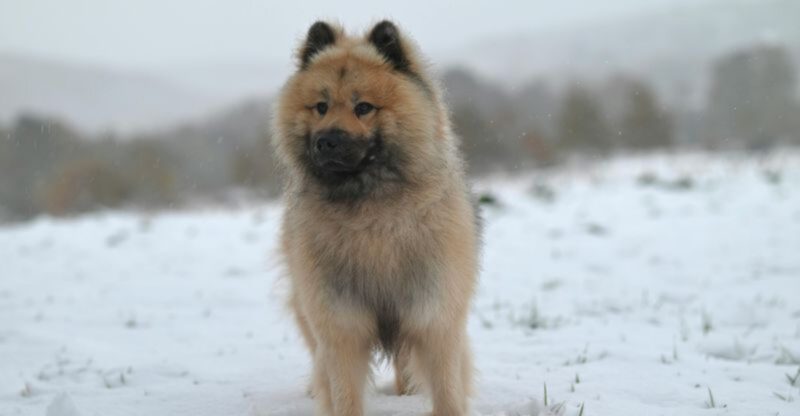 Cold Weather Walkers Are Getting More Searches 10 Breeds That Dont Flinch at Winter