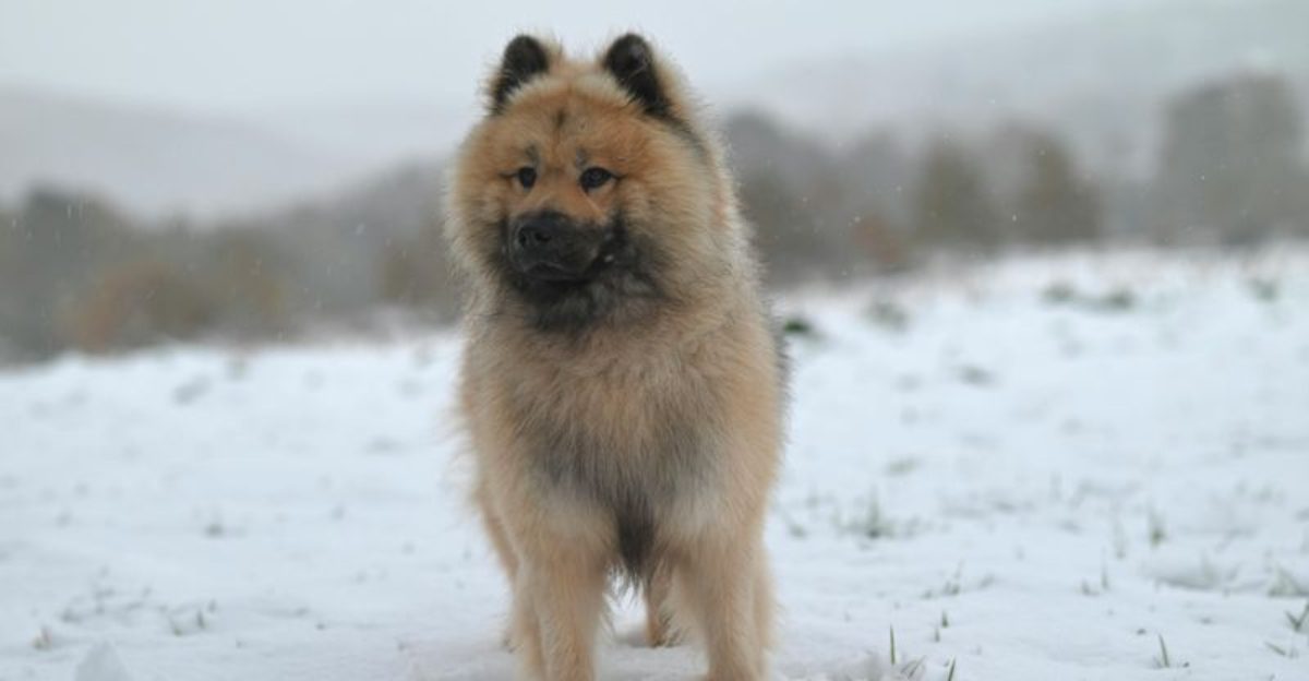 Cold Weather Walkers Are Getting More Searches 10 Breeds That Dont Flinch at Winter