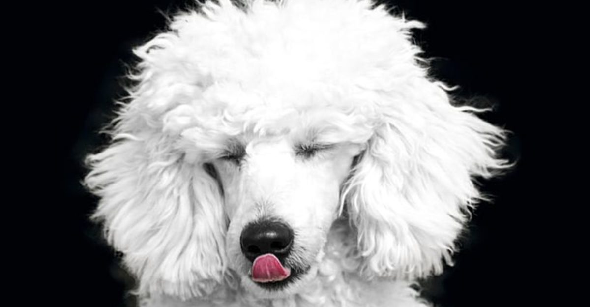 Curly Coat Dogs Are Rising Fast 14 Breeds People Want for the Teddy Fur Look