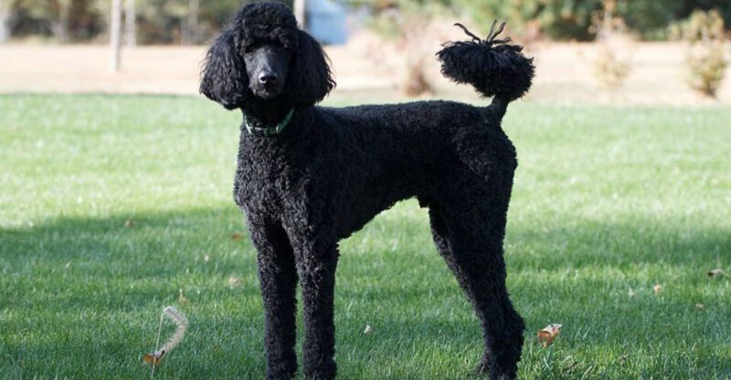 Deep Research Dogs Arent Always Rare 12 Breeds People Choose After Reading the Fine Print