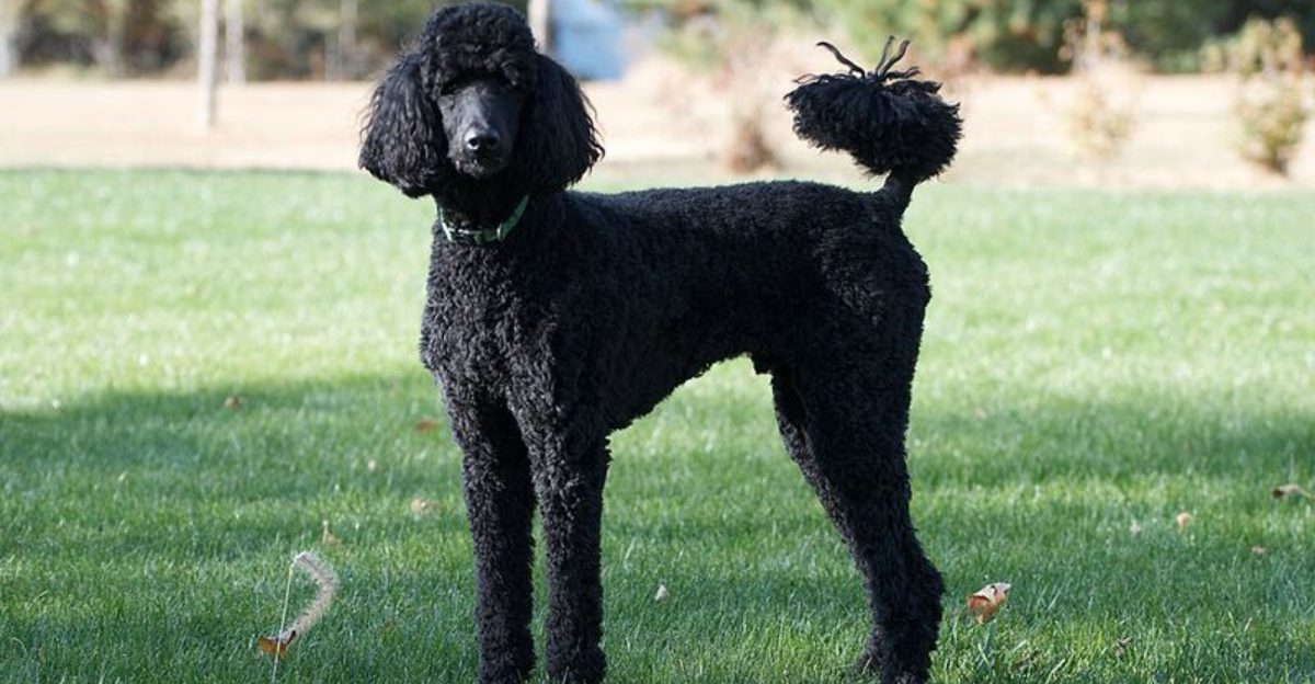 Deep Research Dogs Arent Always Rare 12 Breeds People Choose After Reading the Fine Print