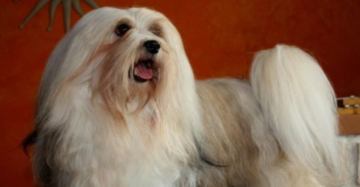 Designer Labels Are Getting Dragged 12 Breeds People Keep Rebranding With Trendy Names