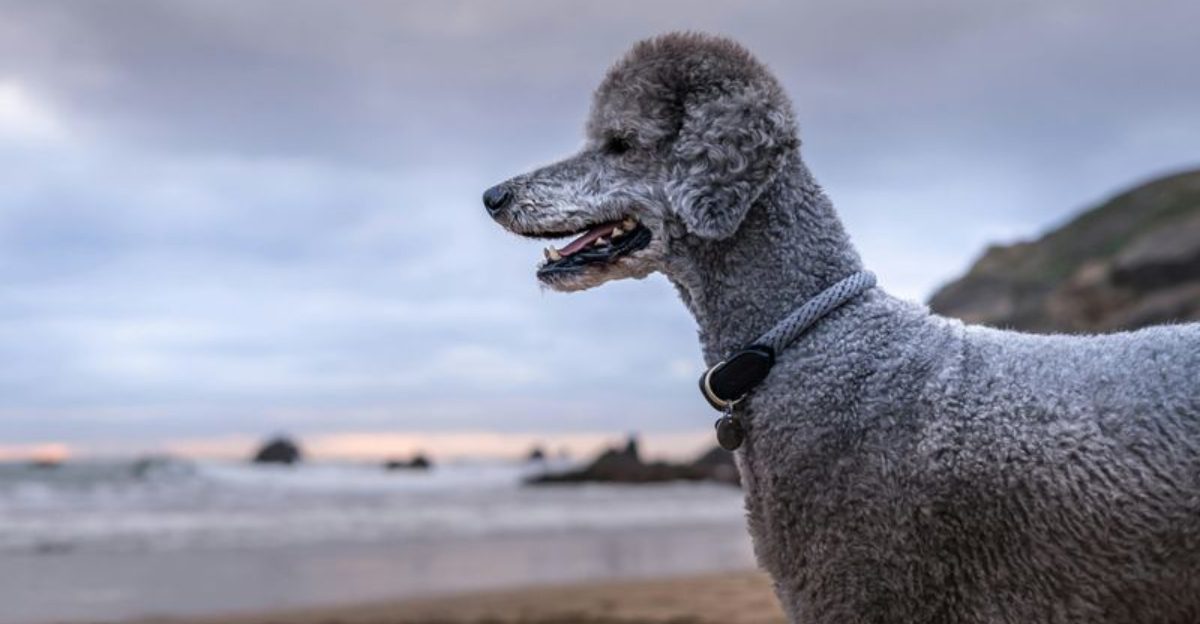 Designer Mix Backlash Is Trending 10 Parent Breeds People Keep Using Then Acting Surprised